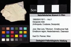 Foto (Objket + Etiketten) von Goniodromites bidentatus (Reuss, 1858) 